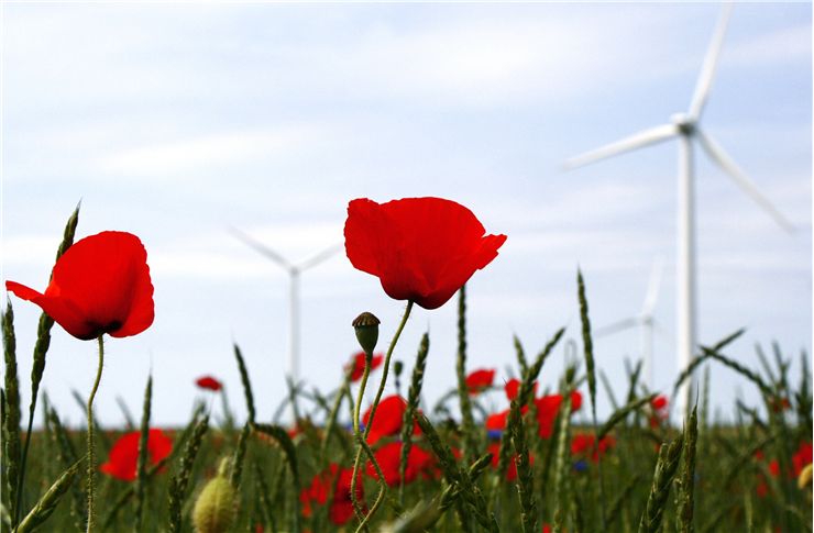 Picture Of Windmill And Flowers